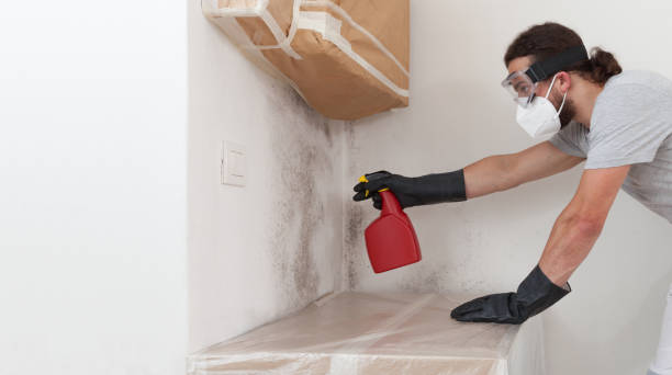 Professional Basement Mold Remediation technician working in Edgewood, PA