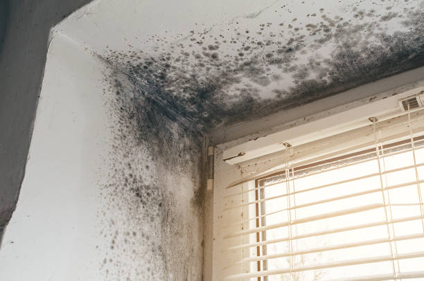 Affordable Basement Mold Remediation solutions in Edgewood, PA